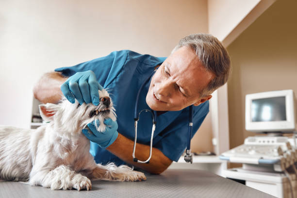 Best Pediatric Emergency Dentist in Tuscoosa, AL